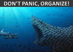 A photo of a great mass of small fish taking the form of giant shark swallowing a smaller shark - a metaphor for how much organization helps in managing job search stress.